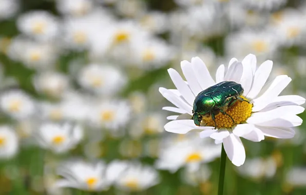 Macro, beetle, insect