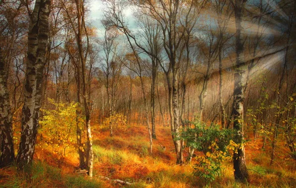 Autumn, forest, the sky, grass, rays, light, trees, landscape