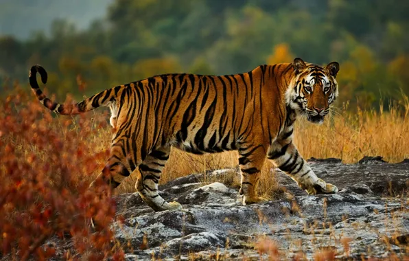 Picture autumn, look, nature, tiger, pose, stones, background, walk