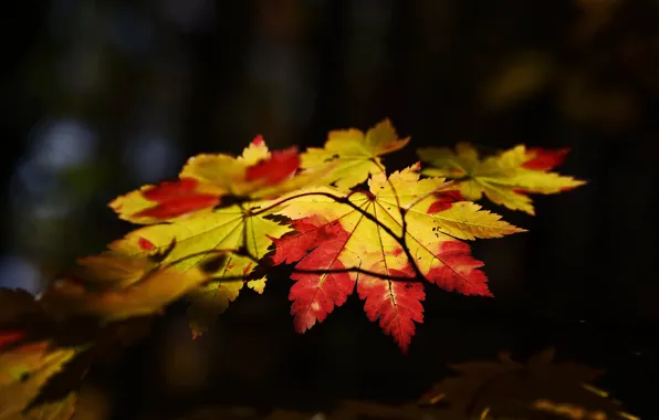Leaves, the dark background, branch, maple, bokeh, autumn leaves