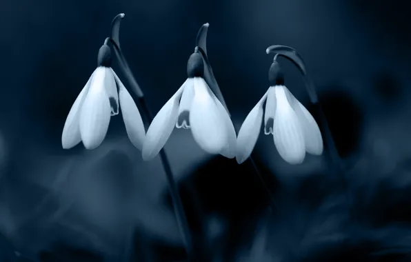 Flowers, the dark background, spring, snowdrops, three, white, trio, monochrome