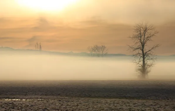 Field, trees, fog, morning