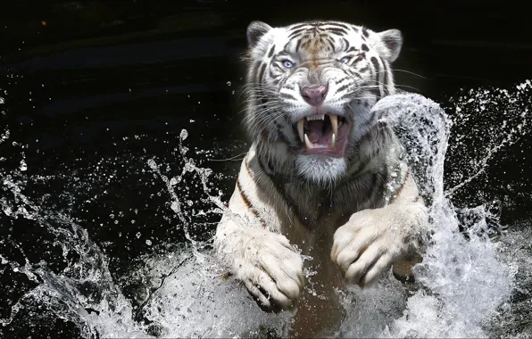 Squirt, tiger, black&white, emotions, jump, predator, Raptor, tiger