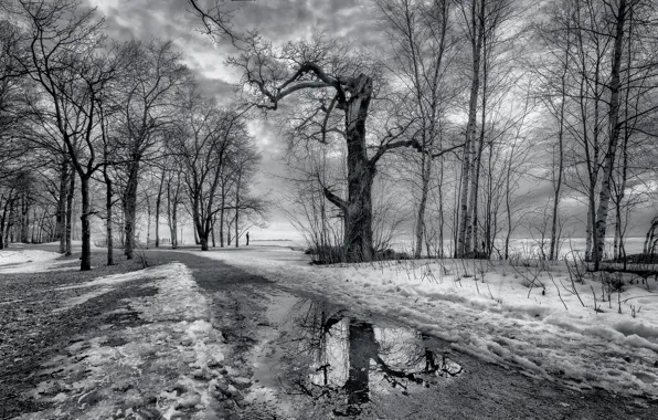 Snow, trees, puddle