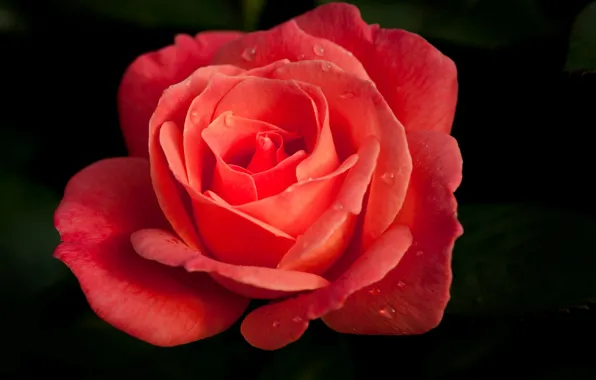 Picture drops, flowers, roses, petals