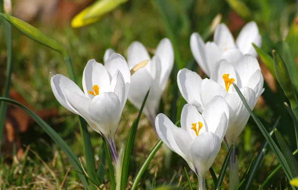 Flowers, spring, crocuses, white, clearing, primroses, Krokus, spring flowers