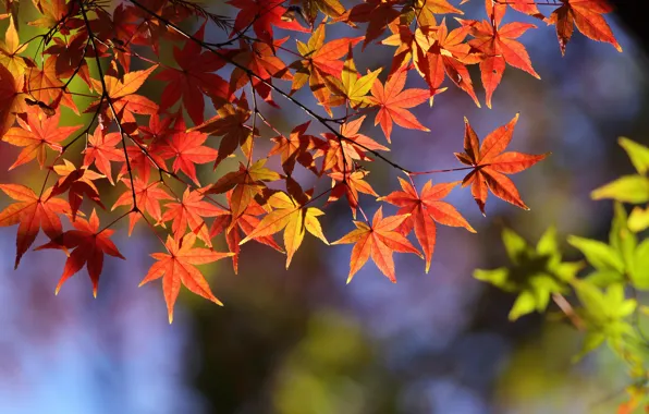 Autumn, leaves, macro, branches, maple