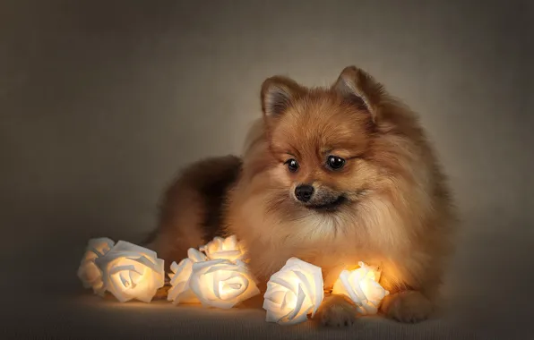 Flowers, animal, roses, dog, lanterns, dog, Spitz