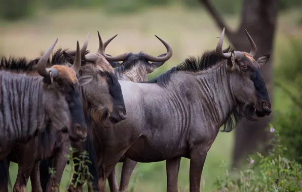 Look, muzzle, the herd, antelope, wildebeest