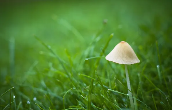 Picture greens, summer, grass, drops, macro, nature, green, Rosa
