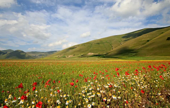 The sky, grass, flowers, mountains, Maki, Daisy, meadow