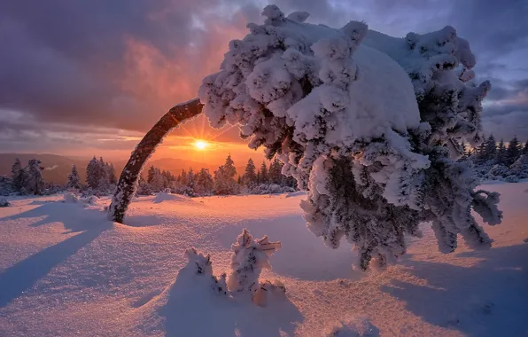 Picture winter, snow, sunset, tree, Germany, frost, Germany, Baden-Württemberg