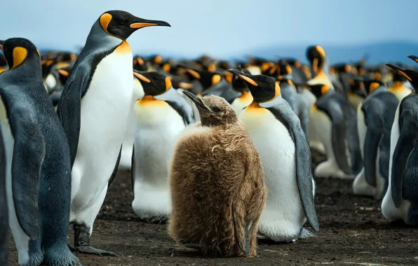 Picture Cute, baby, chick, Antarctica, Antarctica, Cute, Falkland Islands, Falkland Islands