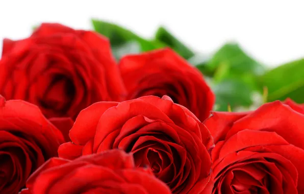 Flowers, roses, petals, red roses