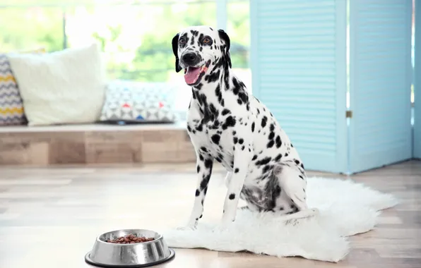 Dog, Dalmatian, dog, dalmatian