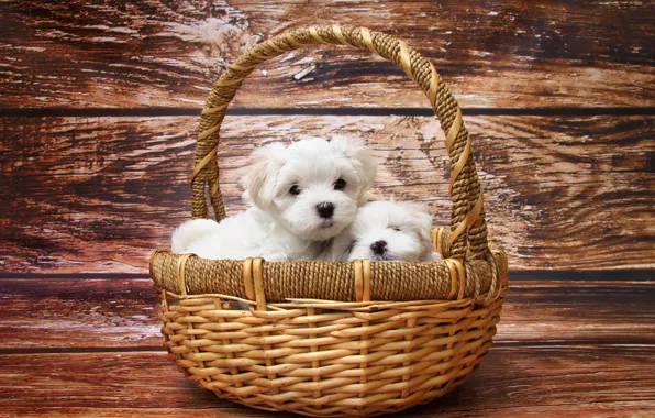 White, basket, puppies, lapdog