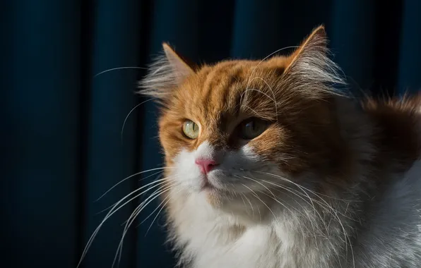 Cat, cat, mustache, look, light, pose, the dark background, portrait