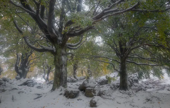 Autumn, forest, snow, trees, branches, nature, fog, stones