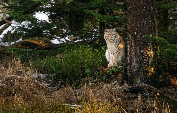 Forest, branches, tree, glade, lynx, sitting