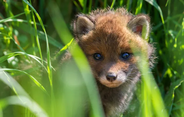 Picture grass, look, portrait, Fox, Fox