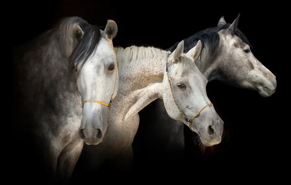 Picture Horse, Horses, Muzzle, The dark background, Three