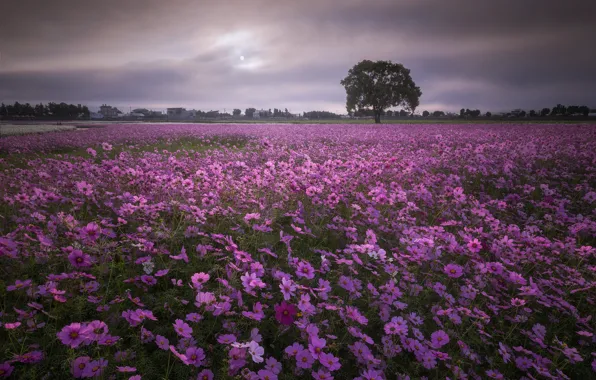Picture field, flowers, cosmos