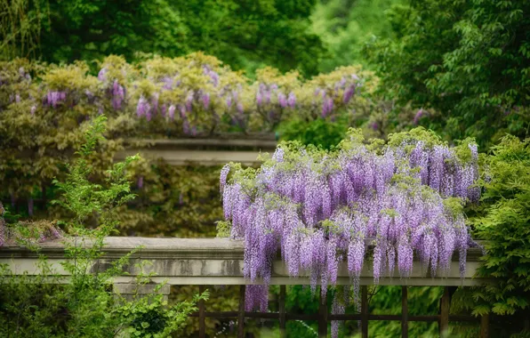 Greens, flowers, nature, Park, foliage, garden, support, the bushes