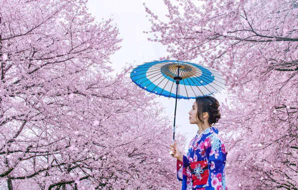 Picture cherry, Japanese, spring, umbrella, Japan, Sakura, Japan, kimono