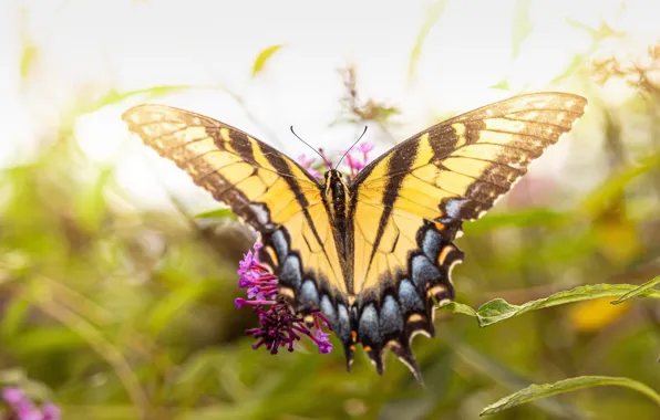 Leaves, macro, light, flowers, nature, butterfly, meadow, insect