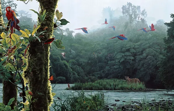 Forest, river, art, leopard, parrots, Rod Frederick