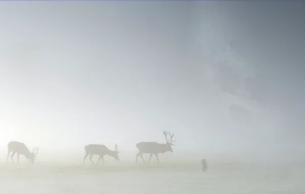 Picture animals, grass, fog, landscapes, deer, moose, hedgehog in the fog