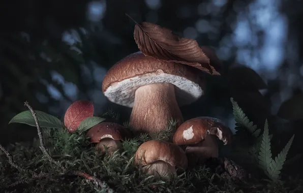 Picture branches, the dark background, mushrooms, leaf, moss, fern, family, White mushroom