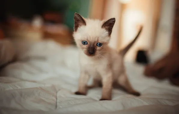 Cat, kitty, bed, face, sitting, bokeh, Siamese
