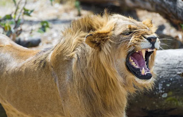 Nature, Leo, roar