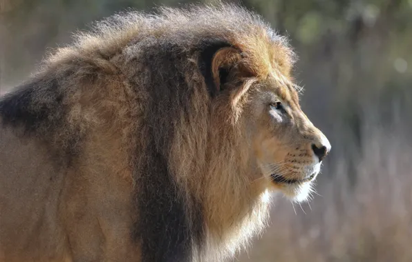 Face, portrait, Leo, mane, the king of beasts, profile, wild cat