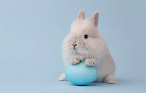 White, holiday, blue, egg, spring, rabbit, Easter, Bunny