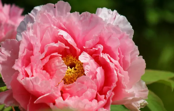 Picture flower, macro, nature, petals, peony