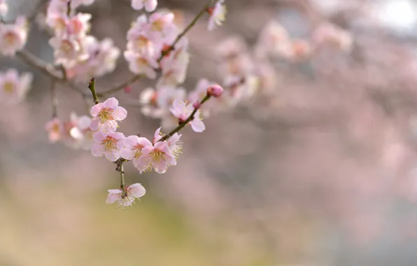 Picture flowers, nature, cherry, tree, focus, branch, spring, flowering