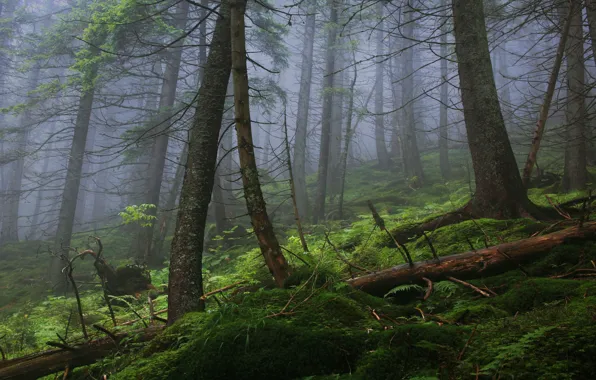 Forest, trees, nature, fog