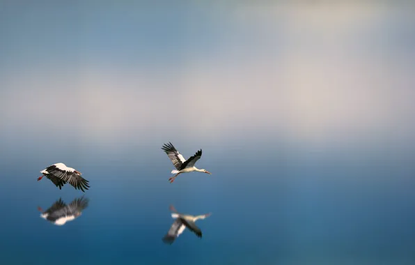 Water, Nature, Reflection, Bird, Flight, Birds, Wings, Nature