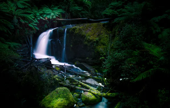 Nature, Waterfall, River, Stones, Branches, Stream, Fern
