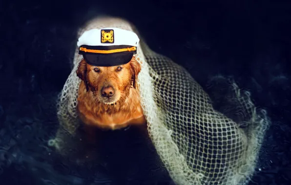 Picture each, network, dog, captain, cap