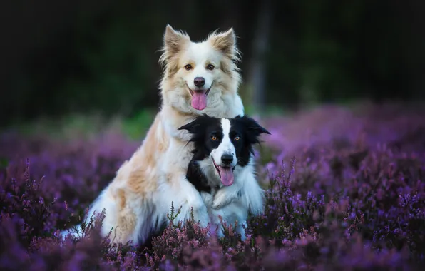 HD wallpaper dogs flowers pair a couple Duo friends Heather   Wallpaper Flare