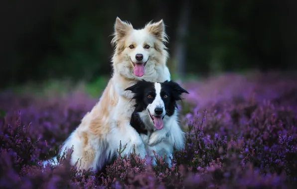 Picture forest, language, dogs, flowers, nature, pose, background, glade