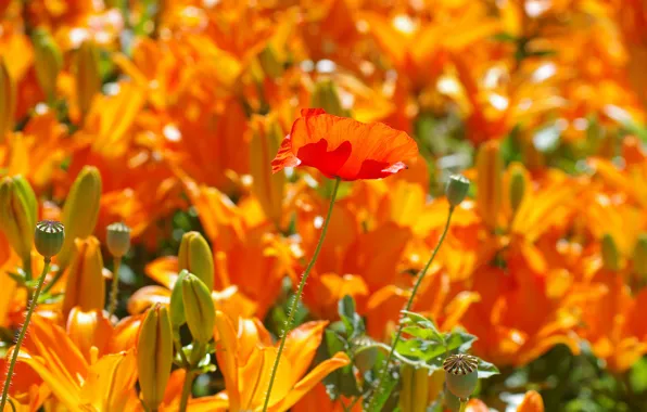 Summer, light, flowers, red, bright, Lily, Mac, garden