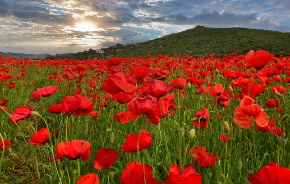 Summer, the sun, clouds, flowers, mountains, Maki, red, a lot