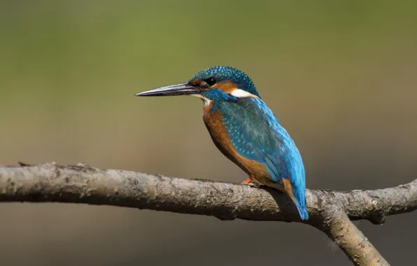 Branches, bird, Kingfisher, angler