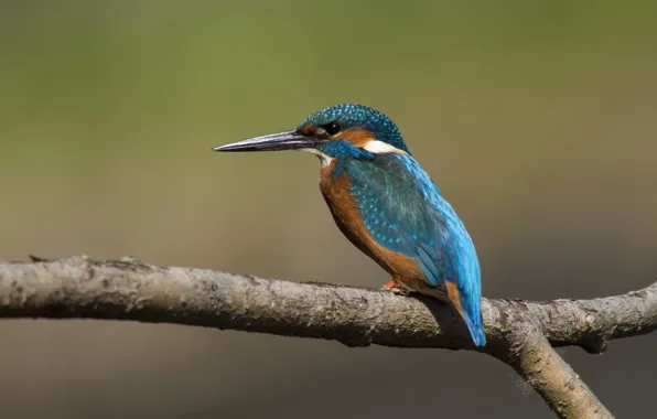 Picture birds, branch, Kingfisher, angler
