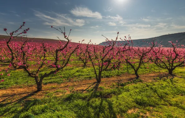 Greens, field, the sky, clouds, light, trees, landscape, flowers