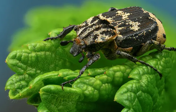 Greens, macro, background, black, leaf, beetle, spotted, powerful